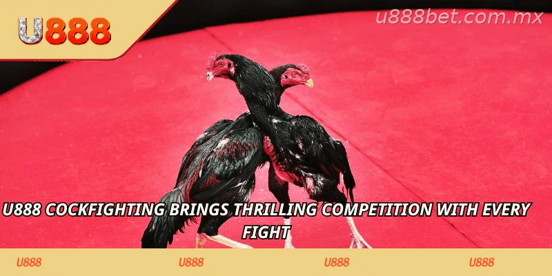 U888 Cockfighting Guide Guide brings thrilling competition with every fight